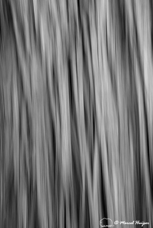 Bark of western redcedar (Thuja plicata) in infrared with moving camera, Montana, USA