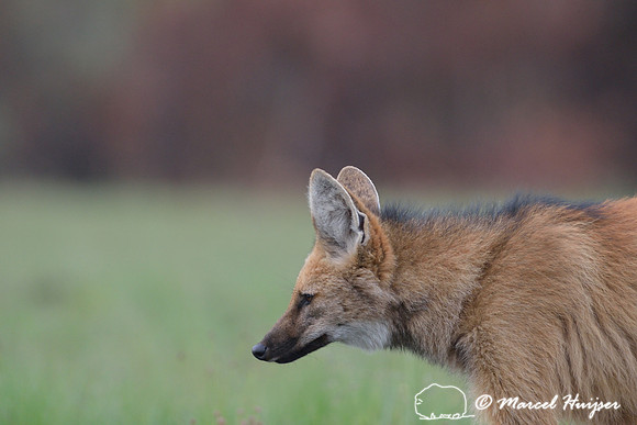 Maned wolf (Chrysocyon brachyurus), Parque Nacional da Serra da Canastra, Minas Gerais, Brazil