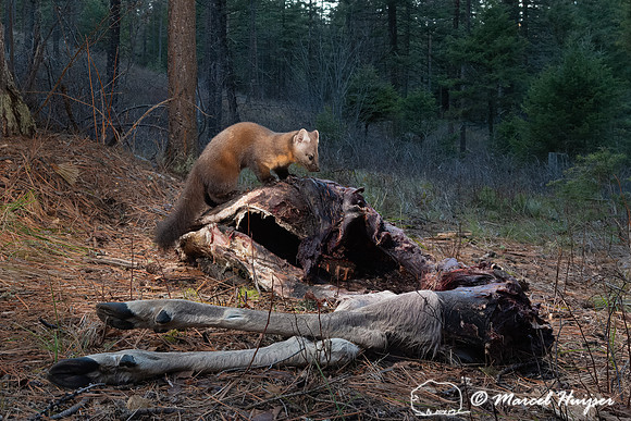 American pine marten (Martes americana) at an old deer carcass,