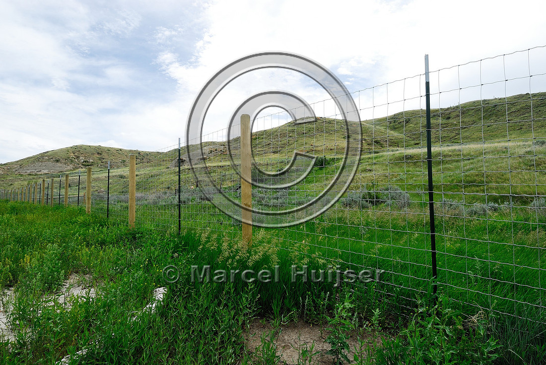 Wildlife fence associated with an underpass, near Havre, Montana, USA