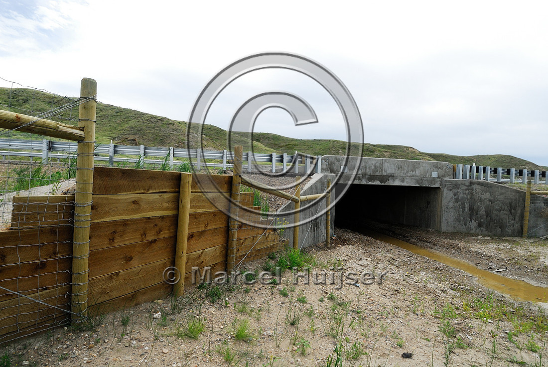 Wildlife underpass, fencing and jump-outs, near Havre, Montana, USA