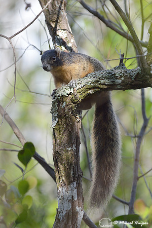 Big Cypress fox squirrel (Sciurus niger avicennia), Big Cypress National Preserve, Florida, USA