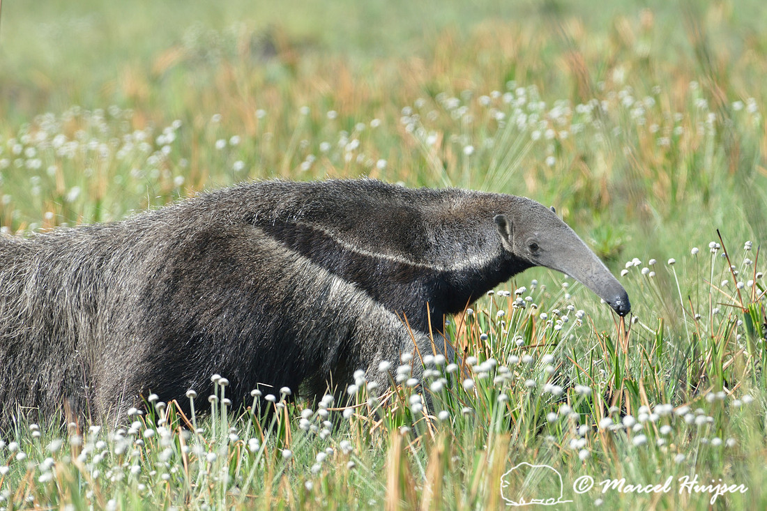 Giant anteater (Myrmecophaga tridactyla), Parque Nacional da Serra da Canastra, Minas Gerais, Brazil