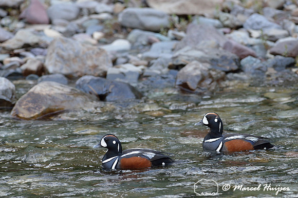 Male harlequin ducks (Histrionicus histrionicus), Montana, USA