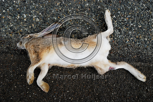 Black-tailed jackrabbit (Lepus californicus) roadkill, near Ft Jones, California, USA