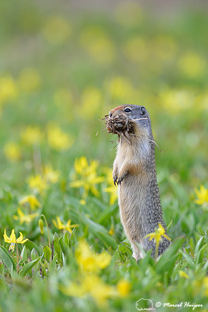 Columbian Ground Squirrel (Urocitellus columbianus) in field with glacier lillies (Erythronium grandiflorum), Montana, USA