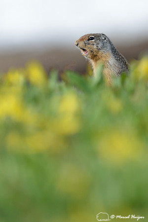 Columbian Ground Squirrel (Urocitellus columbianus) in field with glacier lillies (Erythronium grandiflorum), Montana, USA