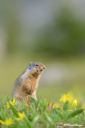 Columbian Ground Squirrel (Urocitellus columbianus) in field with glacier lilies (Erythronium grandiflorum), Montana, USA
