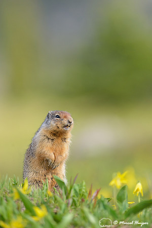 Columbian Ground Squirrel (Urocitellus columbianus) in field with glacier lilies (Erythronium grandiflorum), Montana, USA