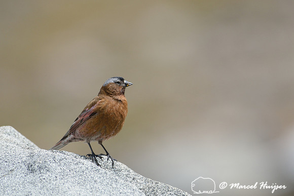 Gray-crowned Rosy-Finch (Leucosticte tephrocotis), Montana, USA