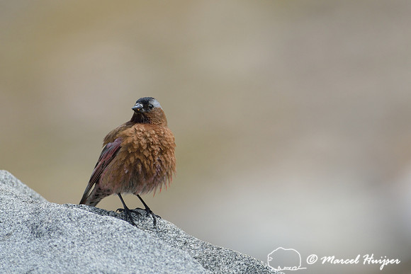 Gray-crowned Rosy-Finch (Leucosticte tephrocotis), Montana, USA