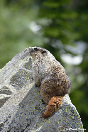 Hoary marmot (Marmota caligata), Montana, USA
