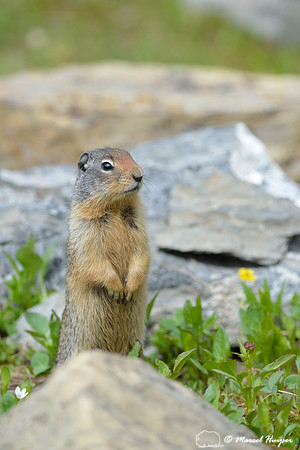 Columbian Ground Squirrel (Urocitellus columbianus) in field with glacier lillies (Erythronium grandiflorum), Montana, USA