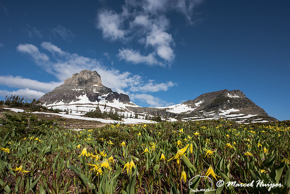 Glacier lillies (Erythronium grandiflorum), Montana, USA
