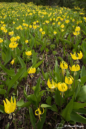 Glacier lillies (Erythronium grandiflorum), Montana, USA