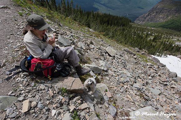 Bethanie Walder fends off a habituated hoary marmot (Marmota cal