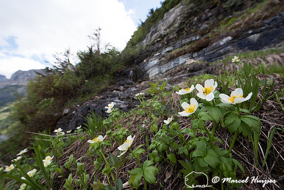 American globeflower (Trollius laxus), Montana, USA