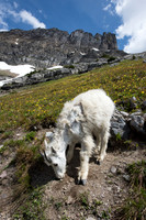 Mountain goat (Oreamnos americanus) shedding its winter coat, Mo