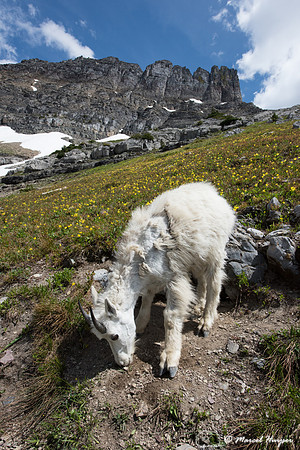 Mountain goat (Oreamnos americanus) shedding its winter coat, Mo