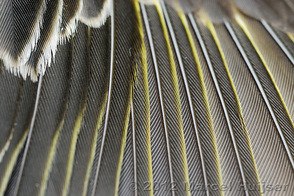 Close-up of pine siskin (Carduellis pinus) wing, Montana, USA