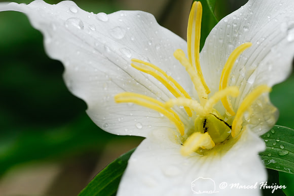 Western trillium (Trillium ovatum), Idaho, USA