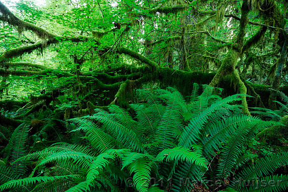 Hoh rainforest, Olympic National Park, WA