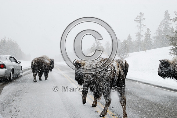 Bison (Bos bison) on road in snowstorm with traffic, MT