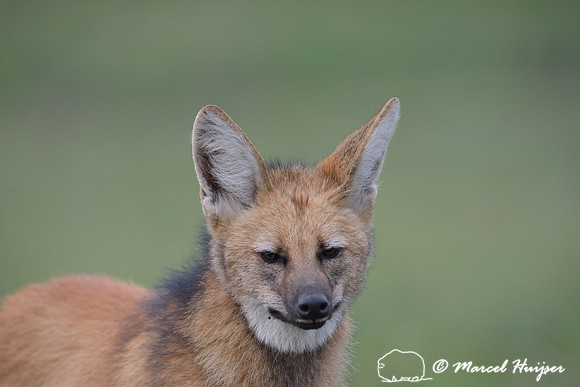 Maned wolf (Chrysocyon brachyurus), Parque Nacional da Serra da Canastra, Minas Gerais, Brazil