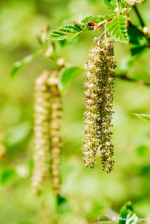Green alder (Alnus viridis), Idaho, USA