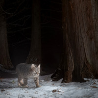 Bobcat (Lynx rufus), at the bear rub tree, Montana