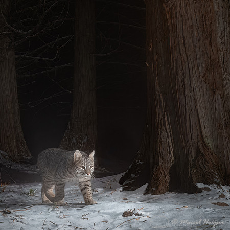 Bobcat (Lynx rufus), at the bear rub tree, Montana