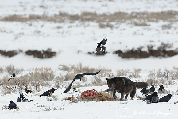 Black wolf (Canis lupus) with radio colar chasing off raven and magpies at elk carcass, Wyoming, USA