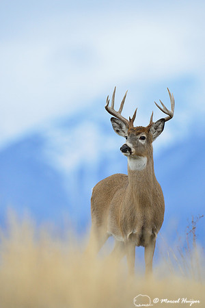 White-tailed deer buck (Odocoileus virginianus), Montana, USA