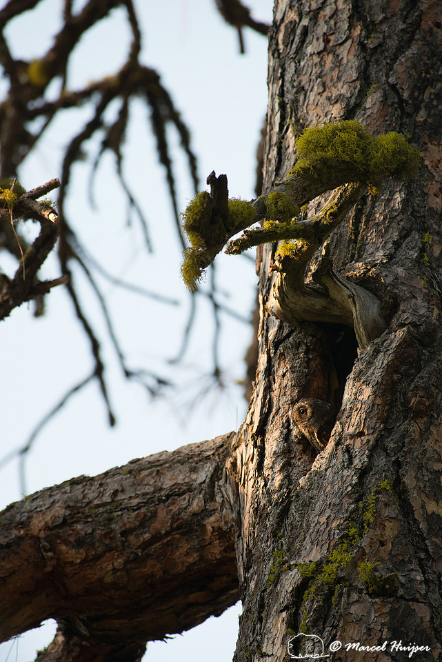Flammulated owl (Psiloscops flammeolus), Montana, USA