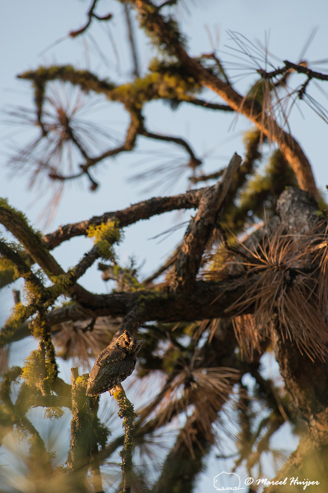 Flammulated owl (Psiloscops flammeolus), Montana, USA