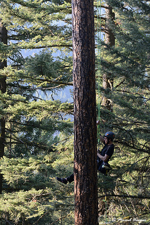 Adam Eckert climbs tree to inspect chicks of flammulated owl (Psiloscops flammeolus), Montana, USA