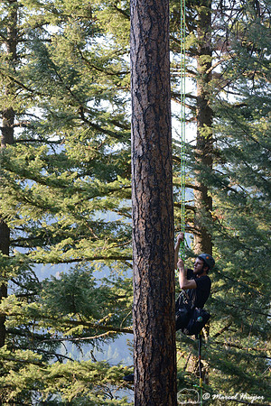 Adam Eckert climbs tree to inspect chicks of flammulated owl (Psiloscops flammeolus), Montana, USA