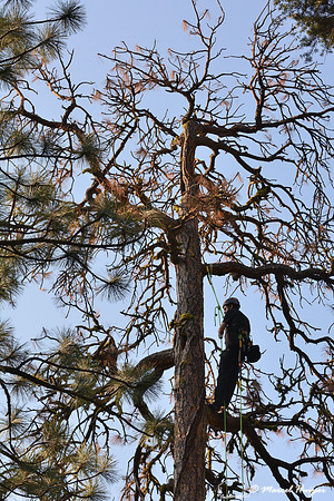 Adam Eckert climbs tree to inspect chicks of flammulated owl (Psiloscops flammeolus), Montana, USA