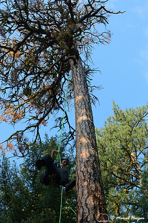 Adam Eckert climbs tree to inspect chicks of flammulated owl (Psiloscops flammeolus), Montana, USA
