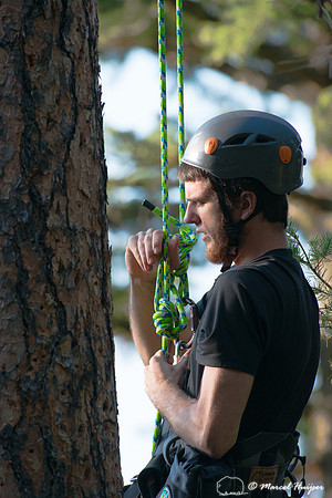 Adam Eckert climbs tree to weigh chicks of flammulated owl (Psil