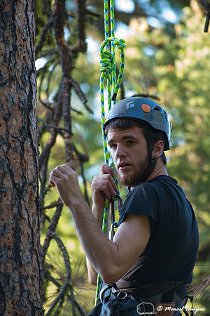 Adam Eckert climbs tree to weigh chicks of flammulated owl (Psil