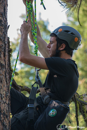 Adam Eckert climbs tree to weigh chicks of flammulated owl (Psil