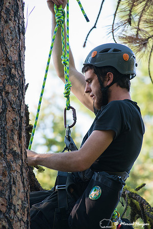 Adam Eckert climbs tree to weigh chicks of flammulated owl (Psil