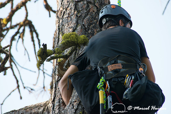 Adam Eckert climbs tree to weigh chicks of flammulated owl (Psil
