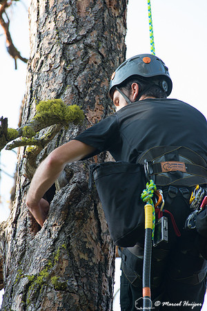 Adam Eckert climbs tree to weigh chicks of flammulated owl (Psil
