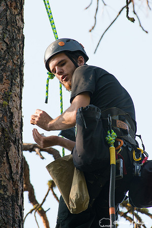 Adam Eckert climbs tree to weigh chicks of flammulated owl (Psil