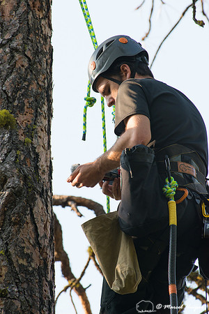Adam Eckert climbs tree to weigh chicks of flammulated owl (Psil