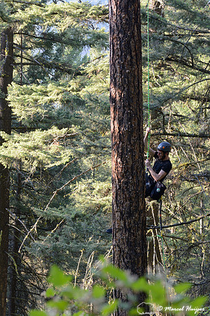 Adam Eckert climbs tree to inspect chicks of flammulated owl (Psiloscops flammeolus), Montana, USA