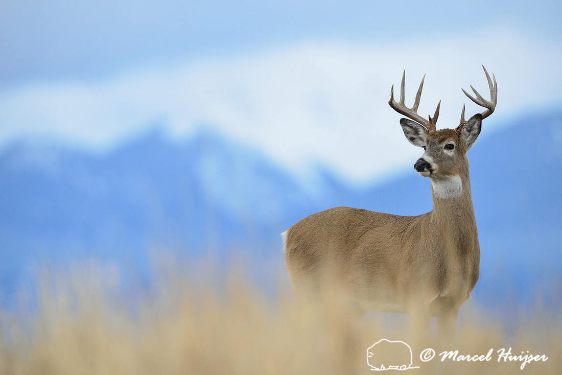 White-tailed deer buck (Odocoileus virginianus), Montana, USA