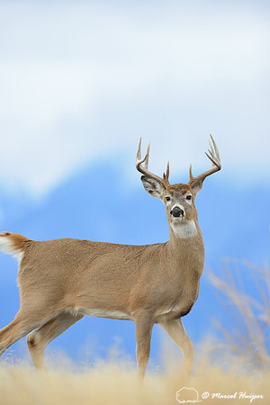 White-tailed deer buck (Odocoileus virginianus), Montana, USA